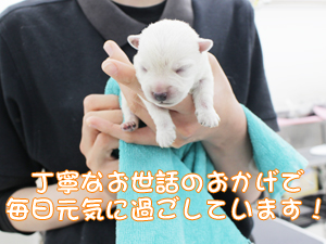 ２年生、子犬のお世話☆